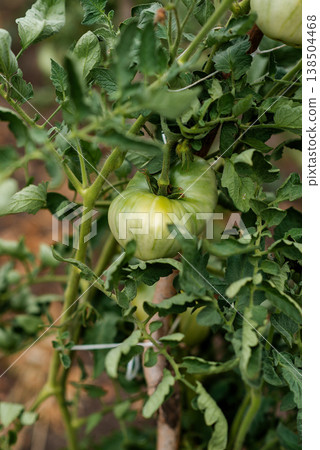 Green tomatoes growing on a branch in the garden. Agriculture concept. Green tomatoes growing on a branch in the garden. Agriculture concept. 138504468