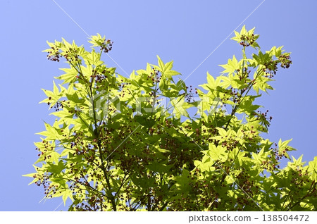Flower of Iohamomoji Flower of Iohamomoji 138504472