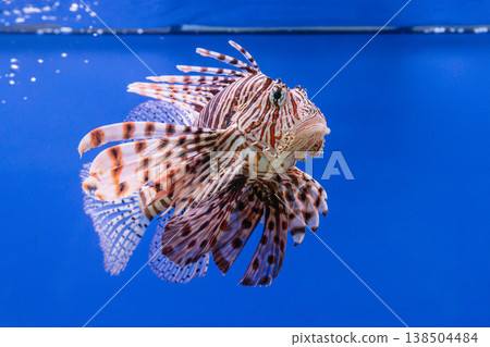 Pterois volitans or red lionfish Pterois volitans or red lionfish 138504484