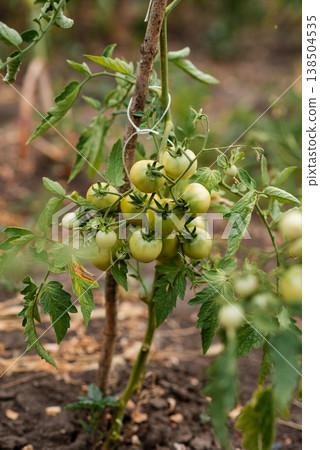 Green small tomatoes growing on a branch in the garden. Agriculture concept. Green small tomatoes growing on a branch in the garden. Agriculture concept. 138504535