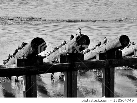 Pigeons Perched on Wooden Pier Beams in Monochrome 138504749