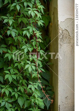 Green ivy vine climbing on weathered concrete wall Green ivy vine climbing on weathered concrete wall 138504777