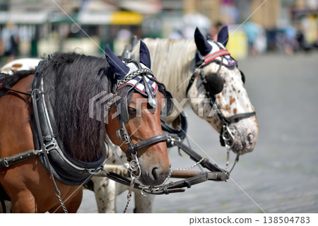 Harnessed carriage horses with decorative fly masks 138504783