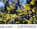 The witch hazel blossoms herald the arrival of early spring. 138504824