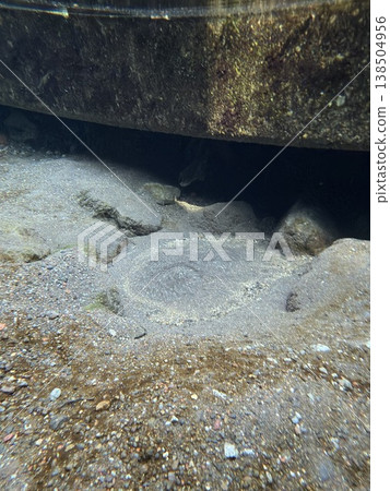 The clear waters of the Kakitagawa springs in Shizuoka Prefecture. The clear waters of the Kakitagawa springs in Shizuoka Prefecture. 138504956