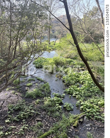 The clear waters of the Kakitagawa springs in Shizuoka Prefecture. The clear waters of the Kakitagawa springs in Shizuoka Prefecture. 138504978