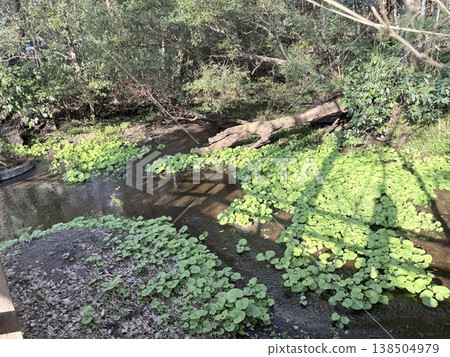 The clear waters of the Kakitagawa springs in Shizuoka Prefecture. The clear waters of the Kakitagawa springs in Shizuoka Prefecture. 138504979