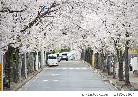 In spring in Tokyo, cherry blossoms in full bloom create a beautiful tunnel of flowers along the tree-lined streets. In spring in Tokyo, cherry blossoms in full bloom create a beautiful tunnel of flowers along the tree-lined streets. 138505604