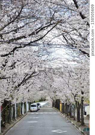 In spring in Tokyo, cherry blossoms in full bloom create a beautiful tunnel of flowers along the tree-lined streets. In spring in Tokyo, cherry blossoms in full bloom create a beautiful tunnel of flowers along the tree-lined streets. 138505609