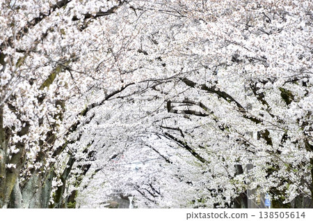 東京的春天,櫻花盛開,沿著綠樹成蔭的街道,形成一條美麗的櫻花隧道。 東京的春天,櫻花盛開,沿著綠樹成蔭的街道,形成一條美麗的櫻花隧道。 138505614