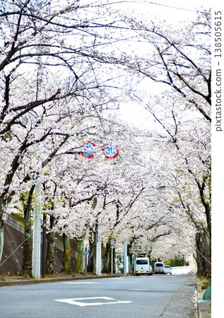 In spring in Tokyo, cherry blossoms in full bloom create a beautiful tunnel of flowers along the tree-lined streets. In spring in Tokyo, cherry blossoms in full bloom create a beautiful tunnel of flowers along the tree-lined streets. 138505615