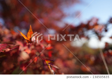 Autumn leaves Autumn leaves 138505635