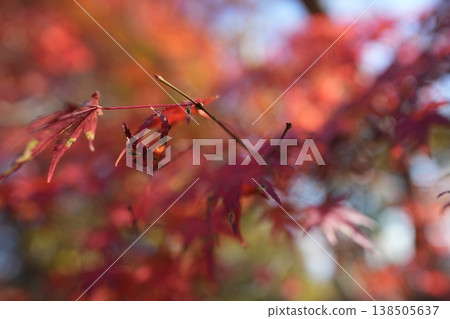 改變葉子的Momiji 改變葉子的Momiji 138505637