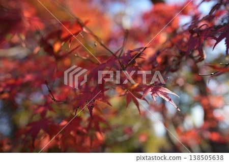 鮮紅的秋葉 138505638