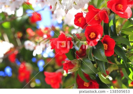 A collaboration of fully bloomed red camellias and cherry blossoms. 138505653