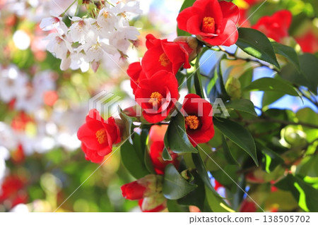 A collaboration of fully bloomed red camellias and cherry blossoms. 138505702
