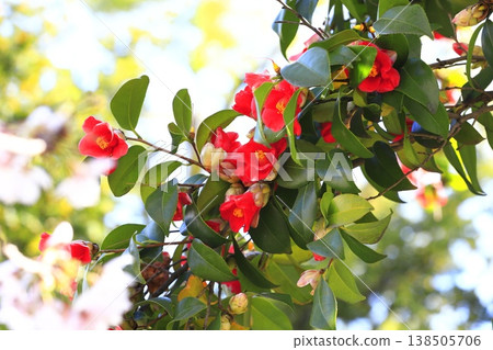 盛開的紅色山茶花和櫻花交相輝映。 138505706