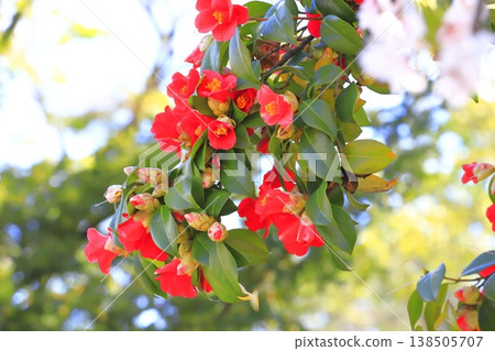 盛開的紅色山茶花和櫻花交相輝映。 138505707