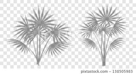 Palm tree leaves shadow, tropic plant overlay on transparent bg. Summer beach light effect, sun shade vector branch texture. Abstract floral sunlight, foliage silhouette on wall. Product gobo mockup 138505983