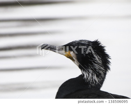 Close-up of a cormorant's head turned to the side. Close-up of a cormorant's head turned to the side. 138506095