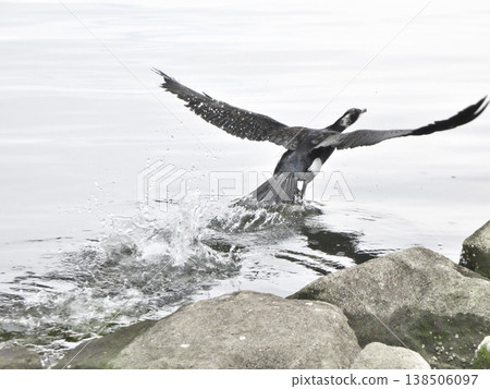 A cormorant takes flight from the water's surface, and splashes of water. A cormorant takes flight from the water's surface, and splashes of water. 138506097