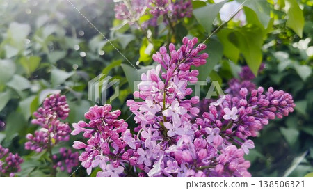 Close up of blooming lilac bushes softly touched by sunlight. Gentle light highlights delicate purple blossoms creating romantic seasonal atmosphere. Scene reflects spring freshness and natural beauty Close up of blooming lilac bushes softly touched by sunlight. Gentle light highlights delicate purple blossoms creating romantic seasonal atmosphere. Scene reflects spring freshness and natural beauty 138506321