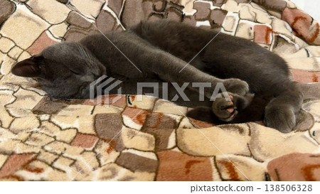 Beautiful gray cat sleeping funny on the bed. Pretty kitten resting at home. Cute kitty relaxing on sofa at house. Concept of adorable domestic animals. Slow motion 138506328