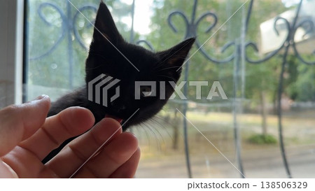 Cute black kitten sits on a windowsill and gently licks something from male fingers. The scene capturing a quiet moment of trust and interaction between the pet and its owner in a calm indoor setting 138506329