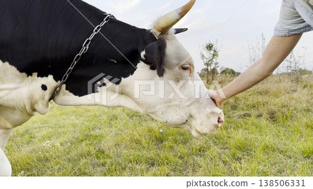 Female arm stroking muzzle of beautiful cow at green lawn. Hand of woman petting pretty friendly animal at summer field. Young girl caressing cute heifer at meadow. Care and love to animal concept 138506331