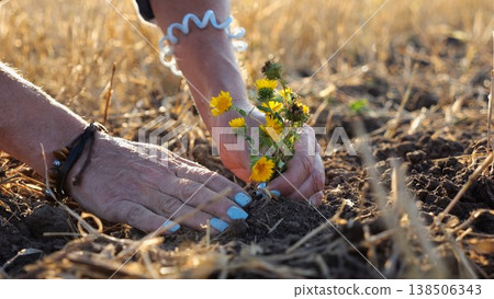 Female hands of farmer planting beautiful yellow flower in the ground at summer season. Arms of agronomist caring for small seedling at sunset. Concept of agricultural business. Slow motion Female hands of farmer planting beautiful yellow flower in the ground at summer season. Arms of agronomist caring for small seedling at sunset. Concept of agricultural business. Slow motion 138506343