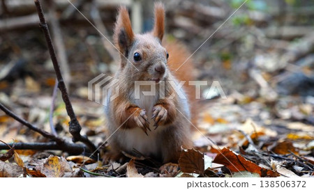 Wild fluffy squirrel gnawing nuts at forest. Cute brown rodent eating found walnuts at autumn park. Portrait to small sciurus chewing food outdoor. Concept of wildlife 138506372