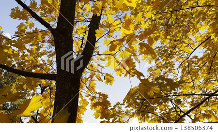 Golden maple leaves on tree branches gently swaying in the wind at sunny day. Lush autumn yellow foliage swinging on breeze at forest. Beautiful colorful fall season. Close up Slow motion Golden maple leaves on tree branches gently swaying in the wind at sunny day. Lush autumn yellow foliage swinging on breeze at forest. Beautiful colorful fall season. Close up Slow motion 138506374