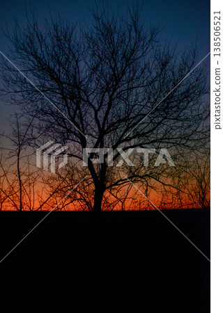 Silhouette of a tree at magic orange ang blue sunset in the evening Silhouette of a tree at magic orange ang blue sunset in the evening 138506521