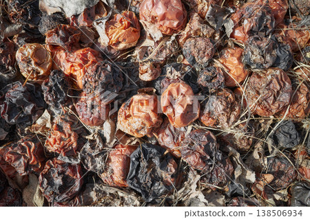 Apples decomposing in the compost pile, selective focus. 138506934