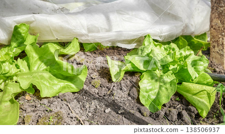 Organic lettuce cultivation in a greenhouse, selective focus. 138506937