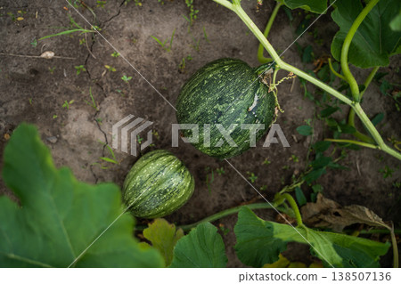 Young green squash and pumpkins developing on a vine in fertile soil, surrounded by large leafy plants, illustrating natural growth and agricultural abundance 138507136