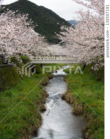 這是在山口縣山口市著名的賞櫻勝地一之坂川拍攝的櫻花盛開、白鷺飛的場景。 138507191