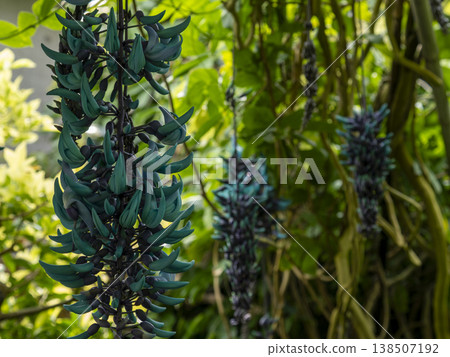 This is a photograph of the beautiful, mystical blue-green flowers of the "Jade Vine," reminiscent of the gemstones emerald and jade. 138507192
