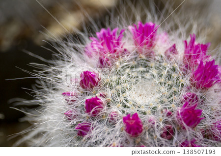 The Mammillaria cactus, covered in soft white downy hairs (spines), blooms with vibrant pink flowers that resemble a crown. The Mammillaria cactus, covered in soft white downy hairs (spines), blooms with vibrant pink flowers that resemble a crown. 138507193