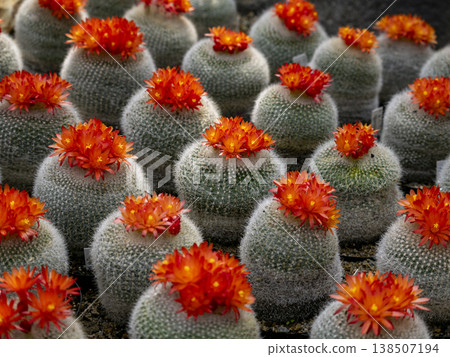 This is a photograph of a cluster of round cacti called "Sekkou" (Snow White) in full bloom with vibrant orange flowers. This is a photograph of a cluster of round cacti called "Sekkou" (Snow White) in full bloom with vibrant orange flowers. 138507194