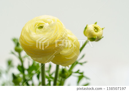 黃色毛茛屬花 黃色毛茛屬花 138507197