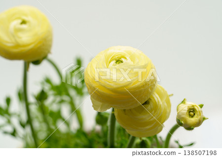 黃色毛茛屬花 黃色毛茛屬花 138507198
