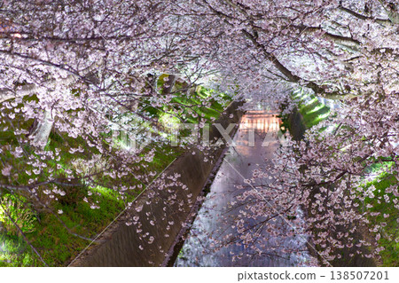 櫻花盛開,燈光映照著澀田川(神奈川縣平塚市) 櫻花盛開,燈光映照著澀田川(神奈川縣平塚市) 138507201
