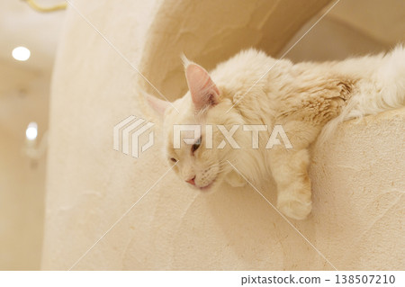 A white Maine Coon cat with a mischievous look on its face. A white Maine Coon cat with a mischievous look on its face. 138507210
