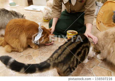 Cat cafe mealtime Cat cafe mealtime 138507216