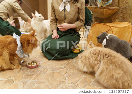 Cat cafe mealtime Cat cafe mealtime 138507217