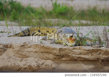 Nile crocodile at Rufiji River in African Nyerere National Park in TANZANIA Nile crocodile at Rufiji River in African Nyerere National Park in TANZANIA 138507240