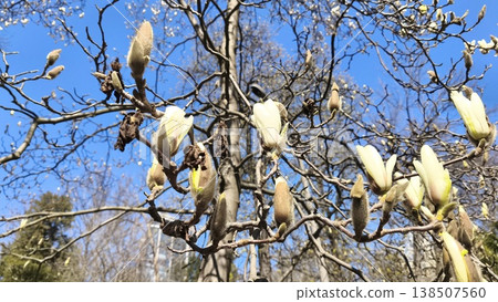 white Magnolia denudata (Yulan magnolia) blooming in a city garden in spring, set against a clear blue sky, showcasing one of the earliest flowering trees of the season. white Magnolia denudata (Yulan magnolia) blooming in a city garden in spring, set against a clear blue sky, showcasing one of the earliest flowering trees of the season. 138507560