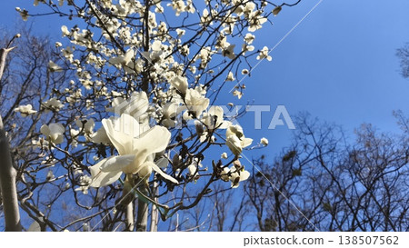 A white Magnolia denudata Yulan, or nude magnolia, in a spring city garden against a blue sky. The first spring flowering tree.  138507562