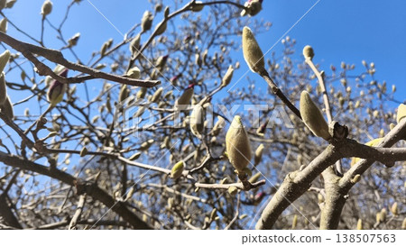 Magnolia liliiflora buds ready to bloom on a leafless tree in a city park. Natural spring background Magnolia liliiflora buds ready to bloom on a leafless tree in a city park. Natural spring background 138507563
